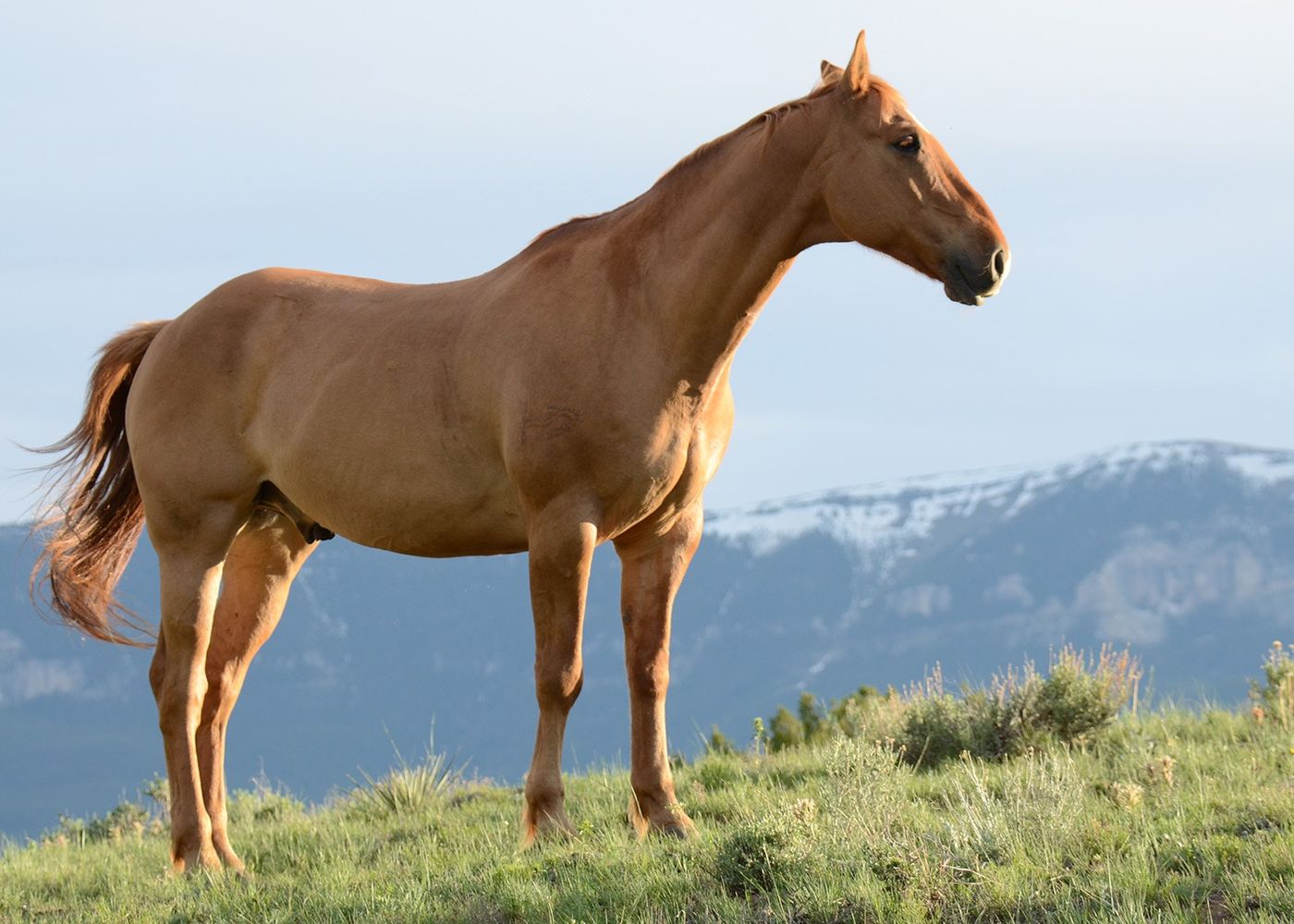 A chestnut horse standing in an elegant equestrian arena