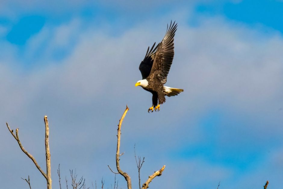 wildlife exclusion removal near me Cerritos wildlife exclusion removal Cerritos