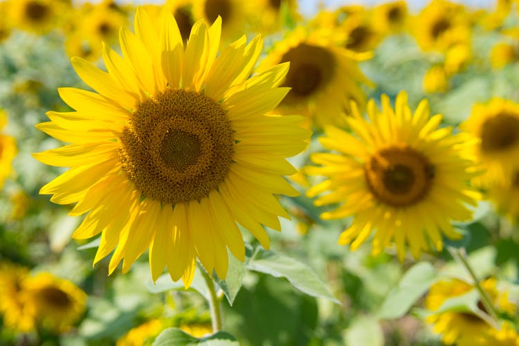 Sunflowers