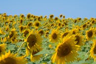 蔚蓝天空下，向日葵郁郁葱葱地盛开，展现着大自然的美丽