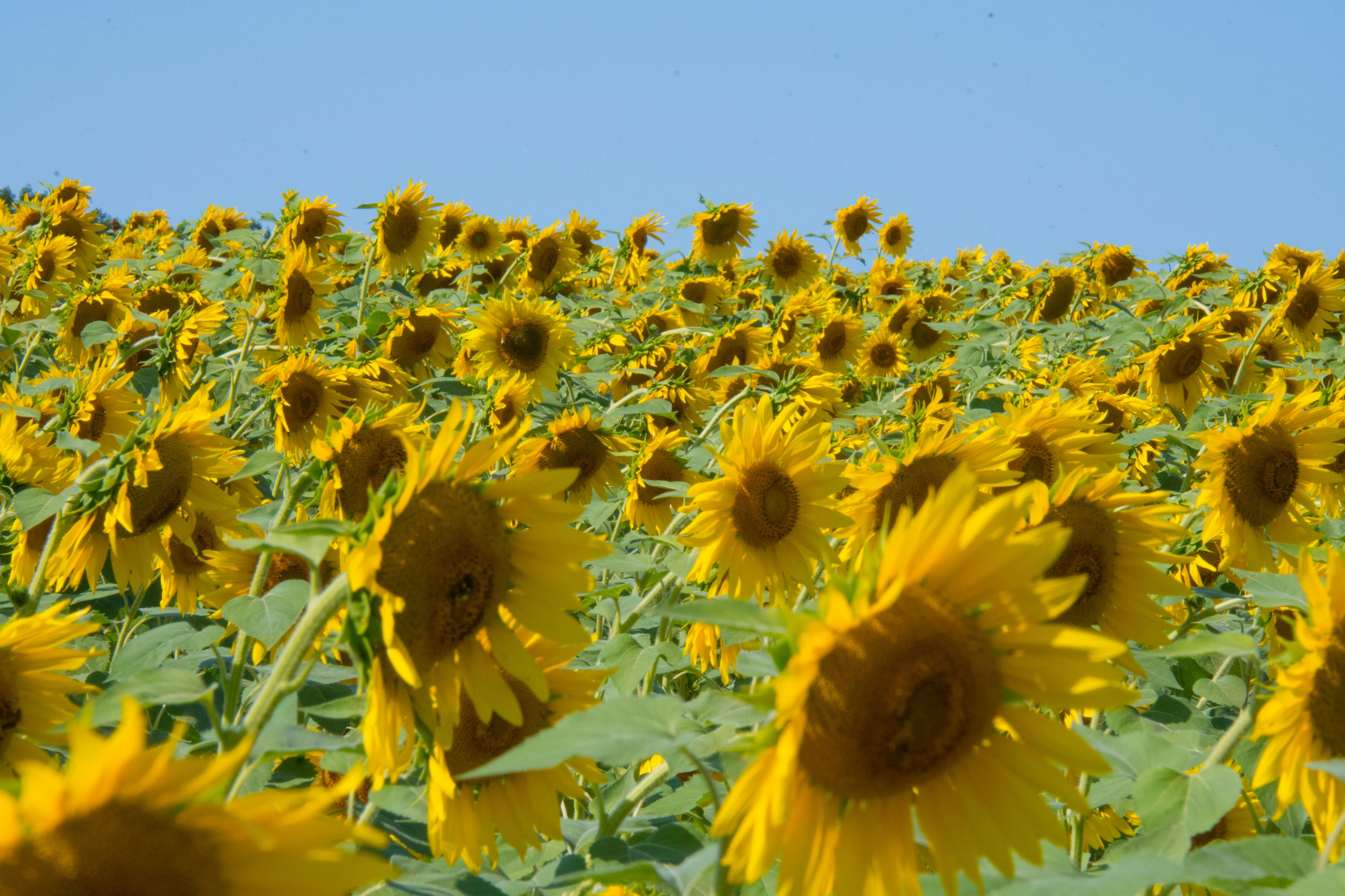 sunflower during sunset free stock photo light source people