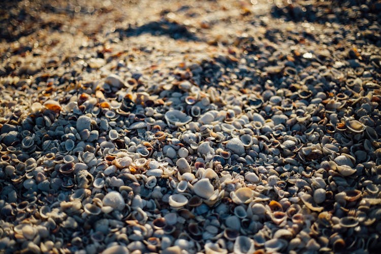 White Sea Shells