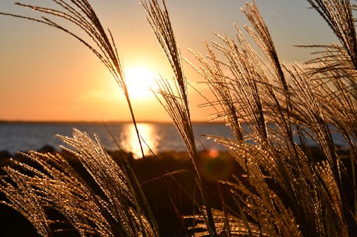 Free Closeup Photo Of Wheat During Golden Hour Stock Photo