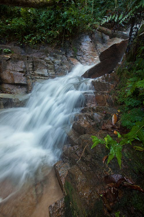 Foto d'estoc gratuïta de bosc, cascada, corrent