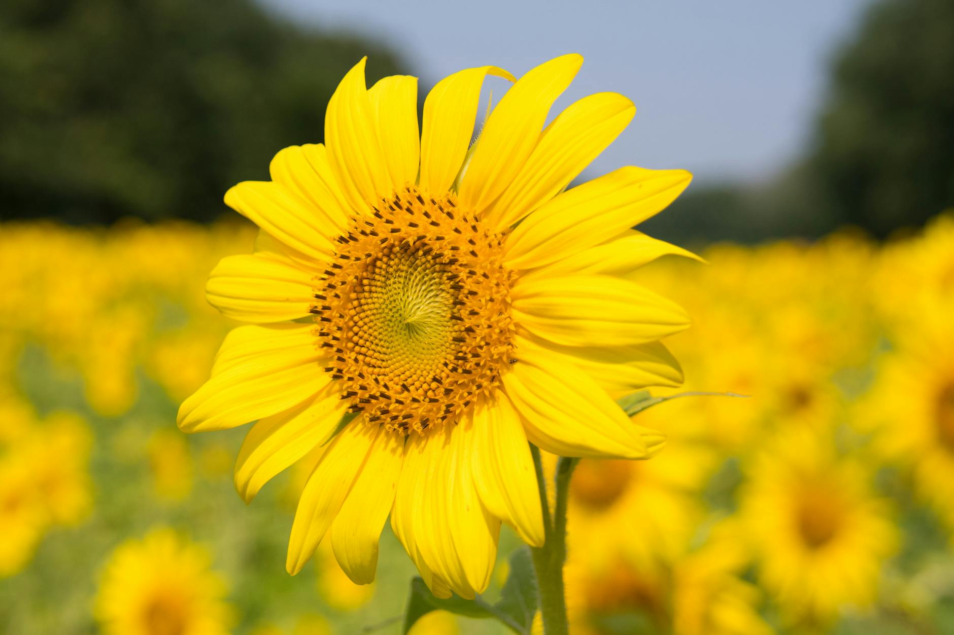 Sunflower Plant · Free Stock Photo Sunflower Plant · Free Stock Photo