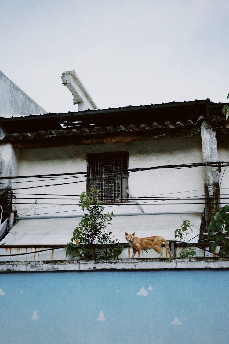 A Cat Walking On The Wall Near Concrete House