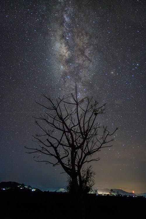 Силуэт дерева ночью