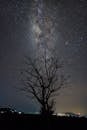 Silhouette of Tree at Night