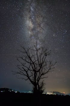 星空下，一棵树的剪影映衬着银河系，营造出空灵的风景