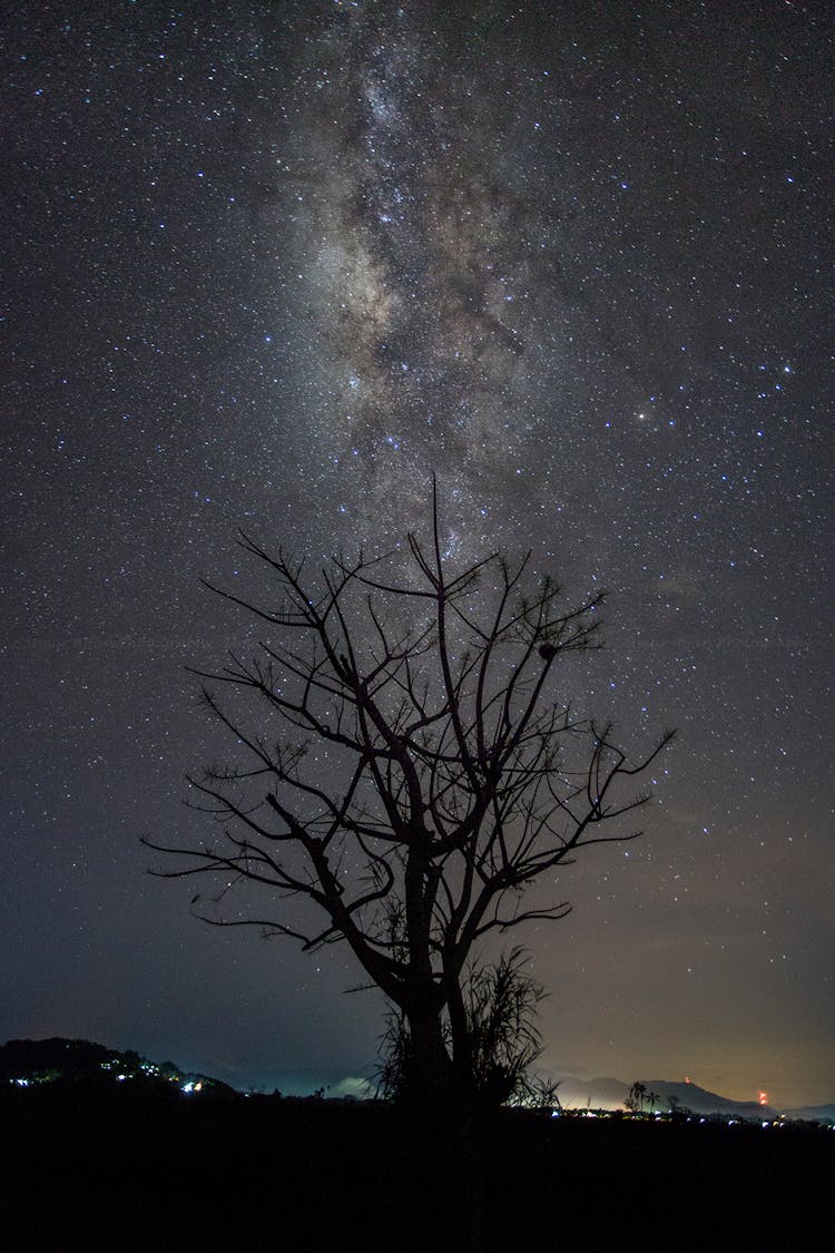 Silhouette Of Tree At Night