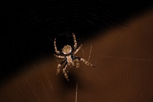 Close-Up Shot of a Spider 