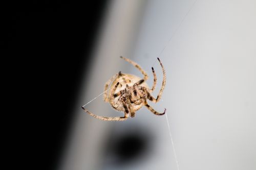 Free Macro shot of a spider meticulously creating its web, highlighting fine details in focus. Stock Photo