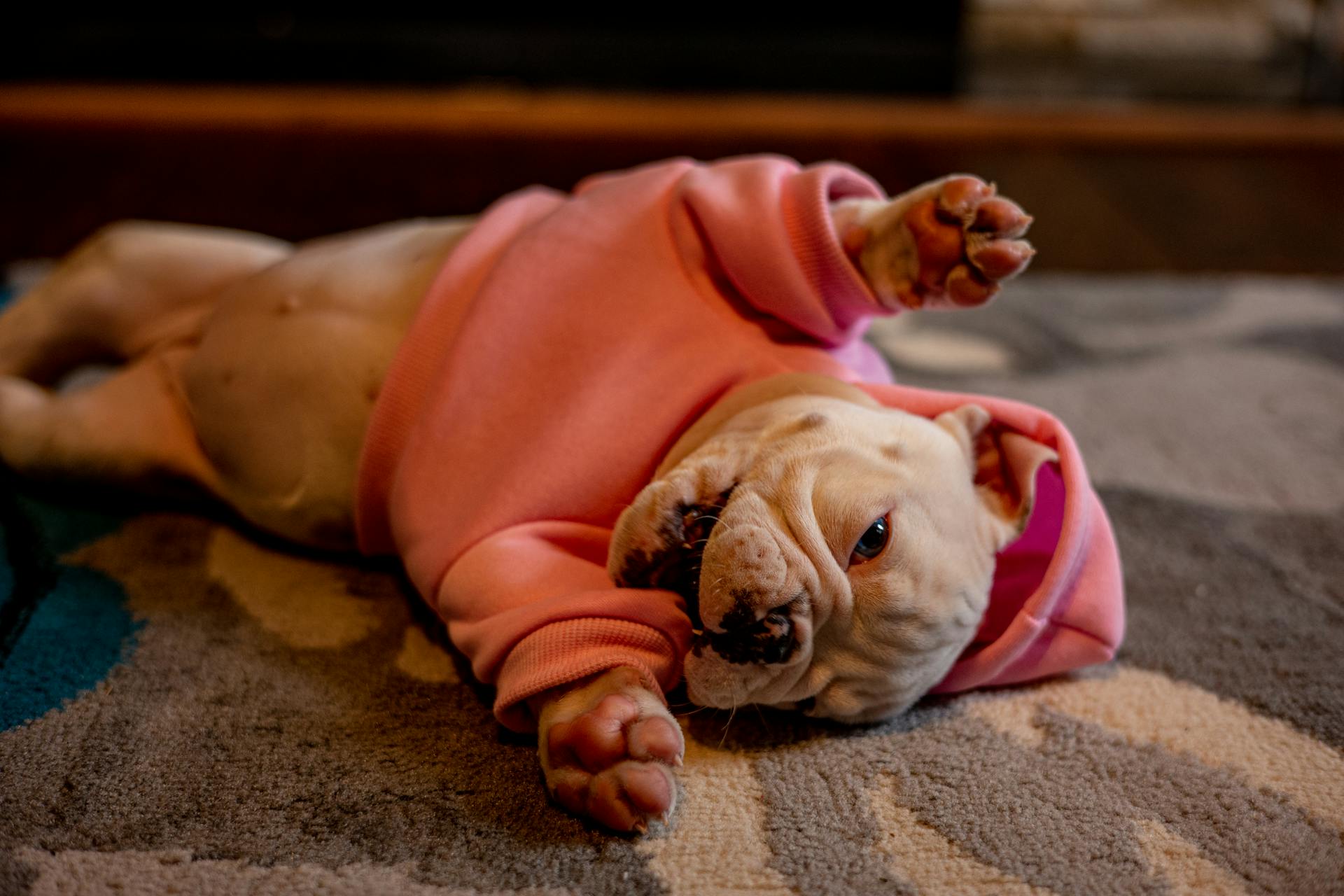 A French Bulldog Wearing a Pink Hoodie