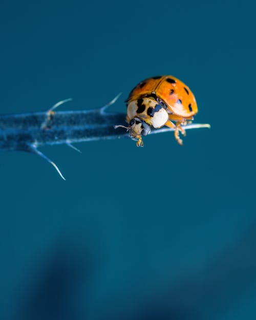 Adorable harlequin ladybug sitting on flower stem against blue background