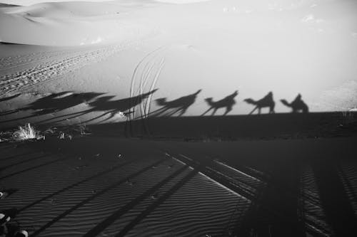 Camel Shadows on Desert