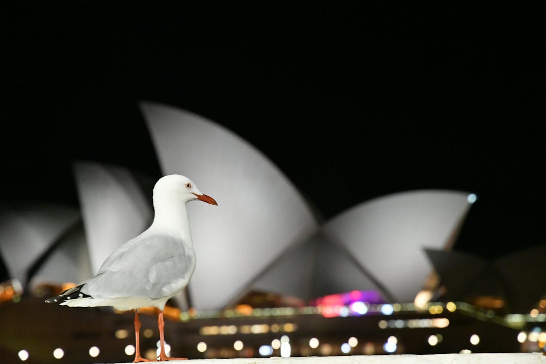 Free Selective Focus Photo of Sydney Opera House, Australia Stock Photo