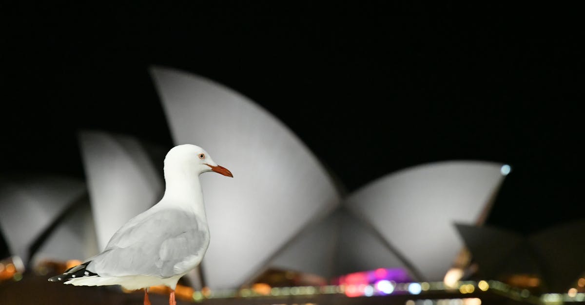 White Bird With View Of Sydney Opera House