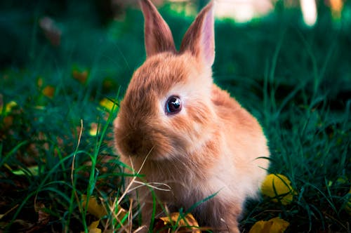 A Brown Rabbit on Green Grass