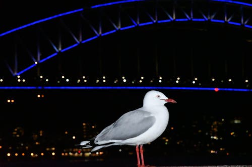 Free stock photo of seagull, sydney harbour bridge