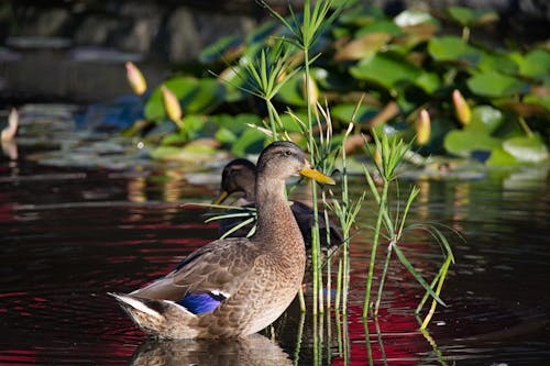 Free stock photo of mallard