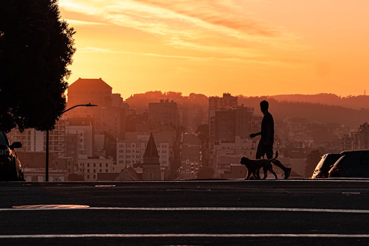 A Silhouette Of A Man Walking His Dog