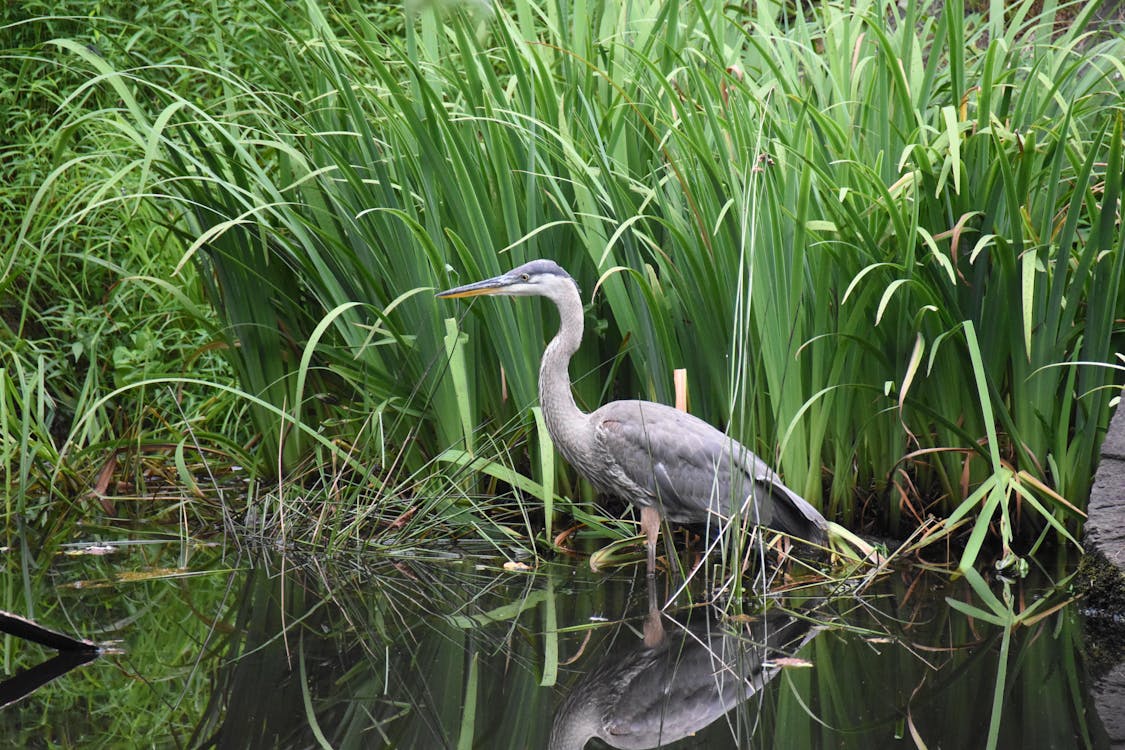 Kostnadsfri bild av blå heron