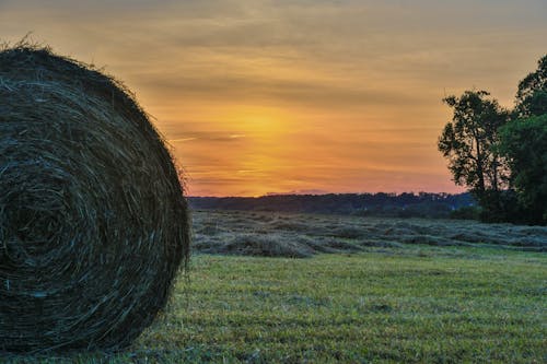 Hayfield During Sunset