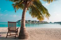 Peaceful beach setting with palm tree and overwater bungalows, perfect for a tropical escape.