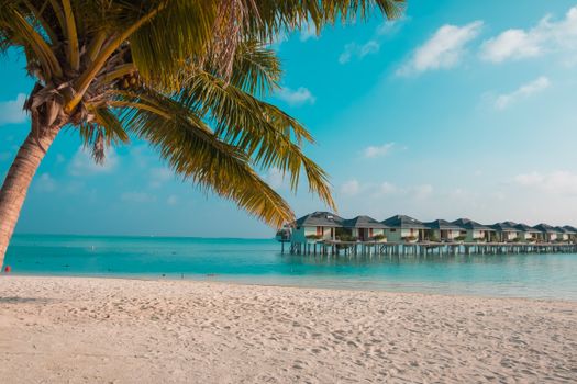 Sunny tropical beach with coconut trees and turquoise water. Perfect vacation spot.