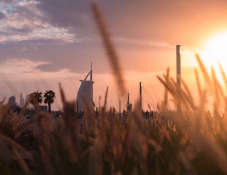 Scenic sunset view of Burj Al Arab through wheat field, capturing warm tones and city skyline.