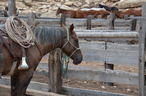 Безкоштовне стокове фото на тему «кінь, коні, Монтана» стокове фото