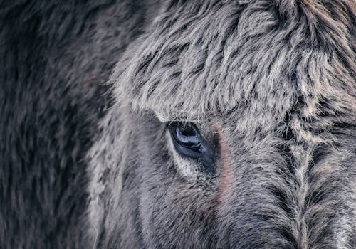 Immagine gratuita di addomesticato, aia, animale