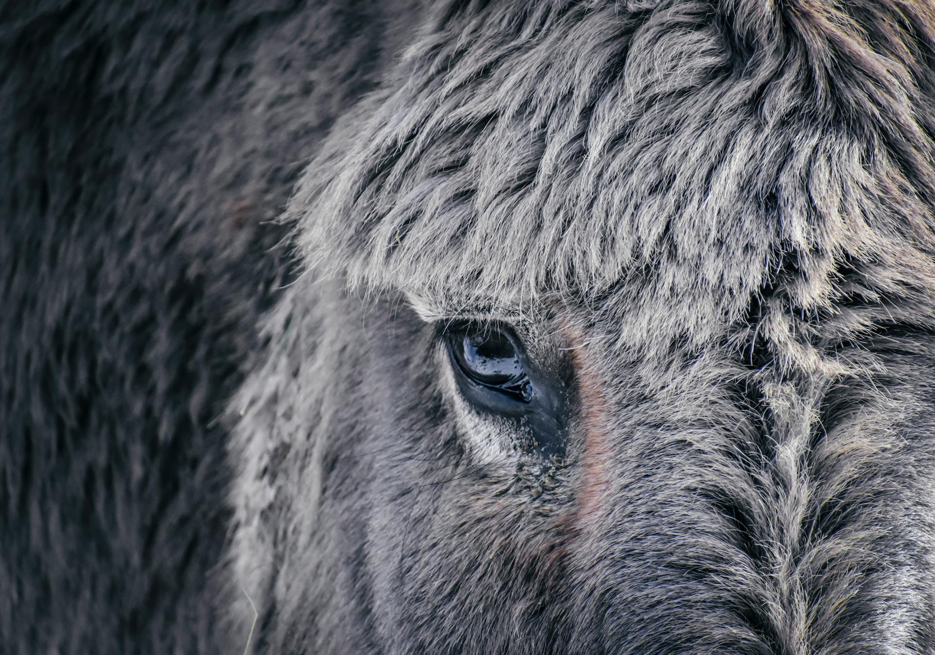 Muzzle of gray haired domesticated donkey