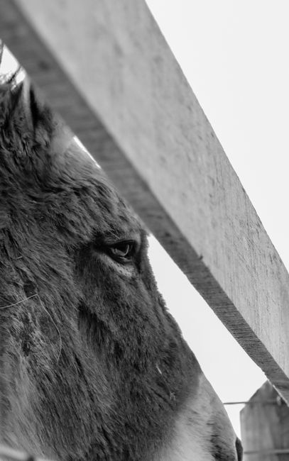 Fotomural Una foto en blanco y negro en primer plano de la cara de un burro, asomándose a través de una cerca en una granja.