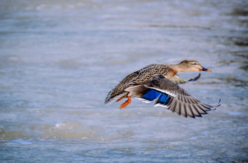 Single duck flying over rippling water