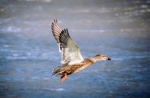 Side view of brown feathered duck spreading wings and soaring over river in wildlife