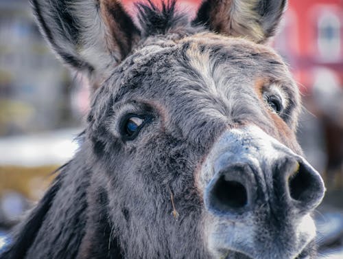 Donkey with gray fur in farm