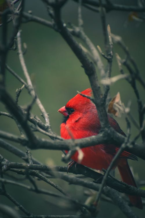 Northern cardinal on tree branch