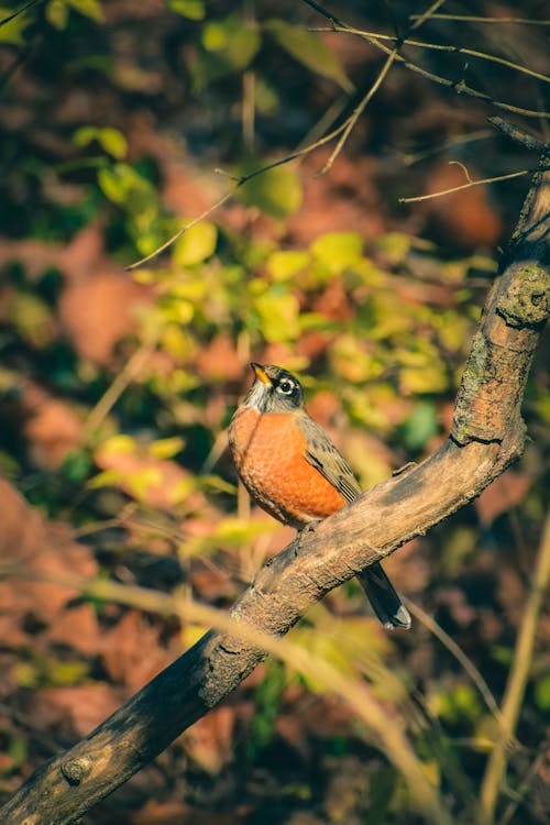 American robin sitting on branch in forest