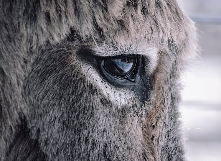 Head Of Donkey Standing In Enclosure