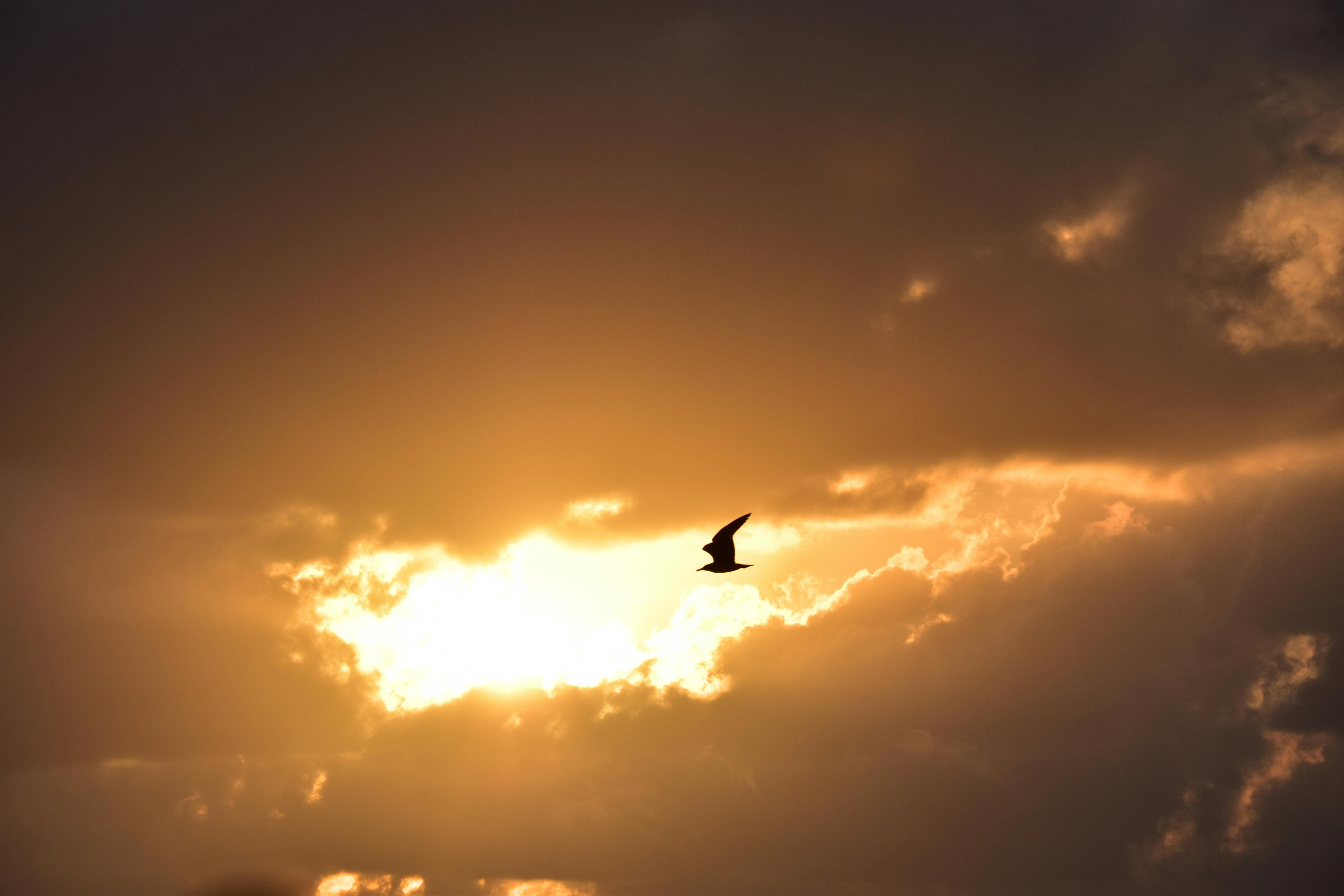 Free stock photo of seagull, sunrise