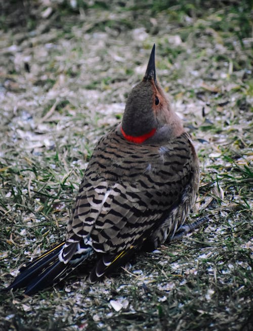Colorful flicker on snowy grass