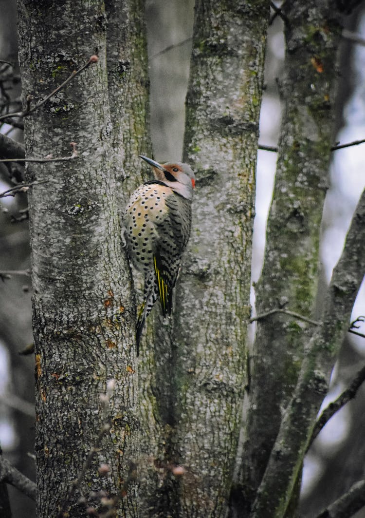 Northern Flicker Sitting On Tree