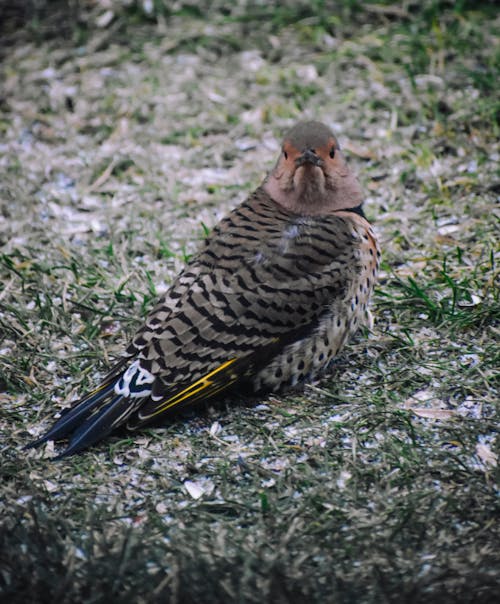 Small bright northern flicker with brown plumage and black tail sitting on withered green grass with snow in wild forest