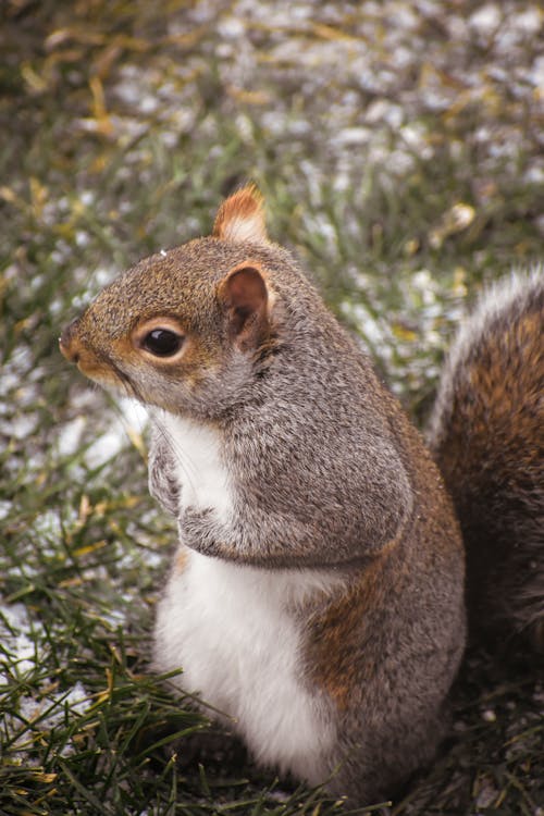 Squirrel sitting on grass in nature