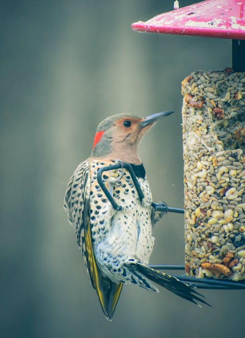 Bright northern flicker with black spots and red bar on nape of neck sitting on peanut feeder in nature on blurred background