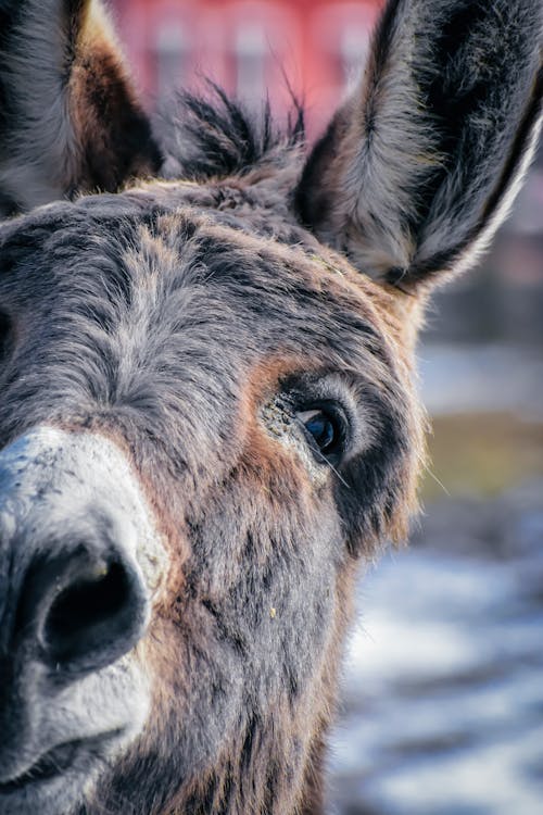 Head of donkey standing in enclosure