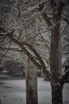 Tall tree with leafless snowy branches and glowing lights growing on street during snowfall in city on blurred background