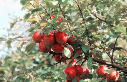 Red Apples hanging on the branch of a tree