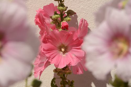 bulanık, çiçek, roze şarap içeren Ücretsiz stok fotoğraf